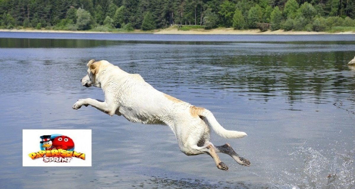 Ricerca: il 90% degli animali nei video di Paperissima Sprint sono morti - Lercio