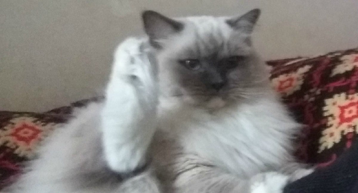 Bufera su Fluffy, il gatto usato da Casapound per guadagnare fan su Facebook - Lercio