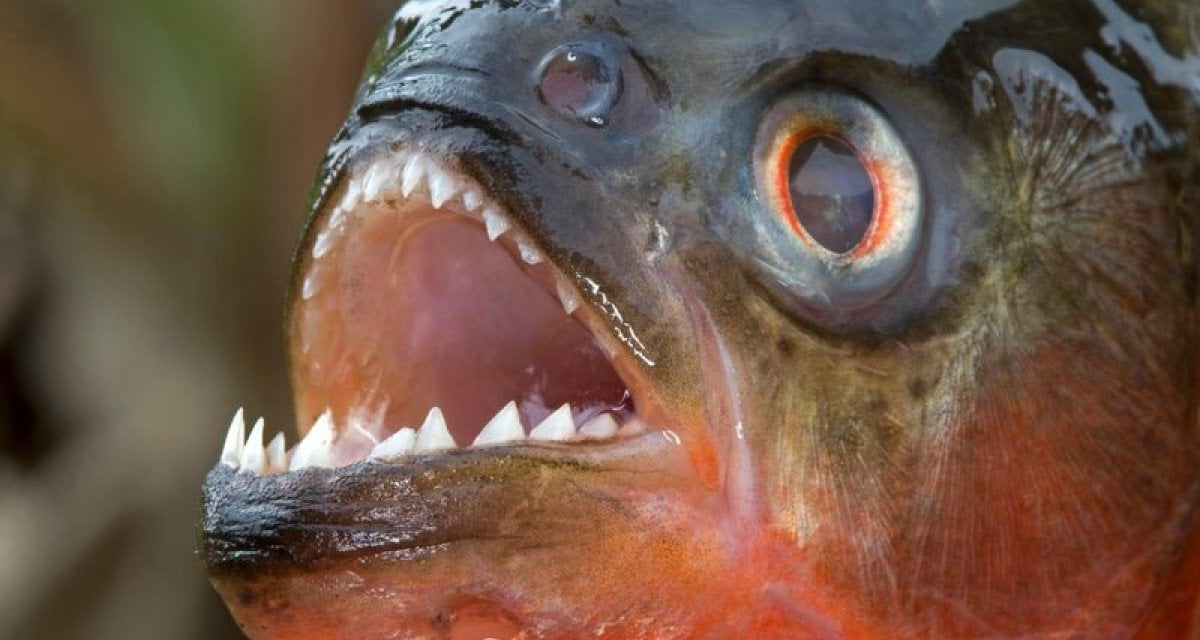Durata 8 secondi la carriera del nuotatore che faceva i bagni con i piranha - Lercio