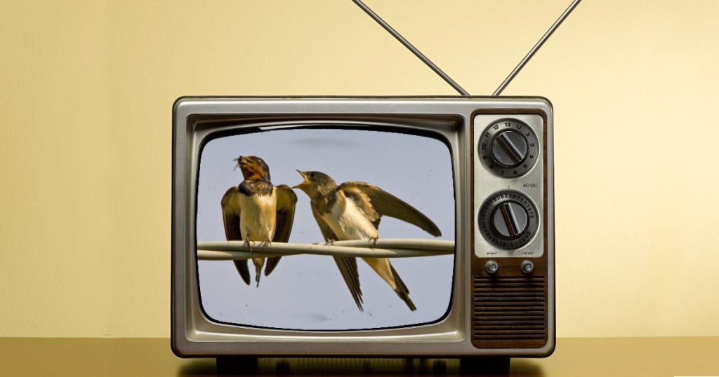 Deputata Cinque Stelle guarda documentario sulle rondini e impara a volare - Lercio