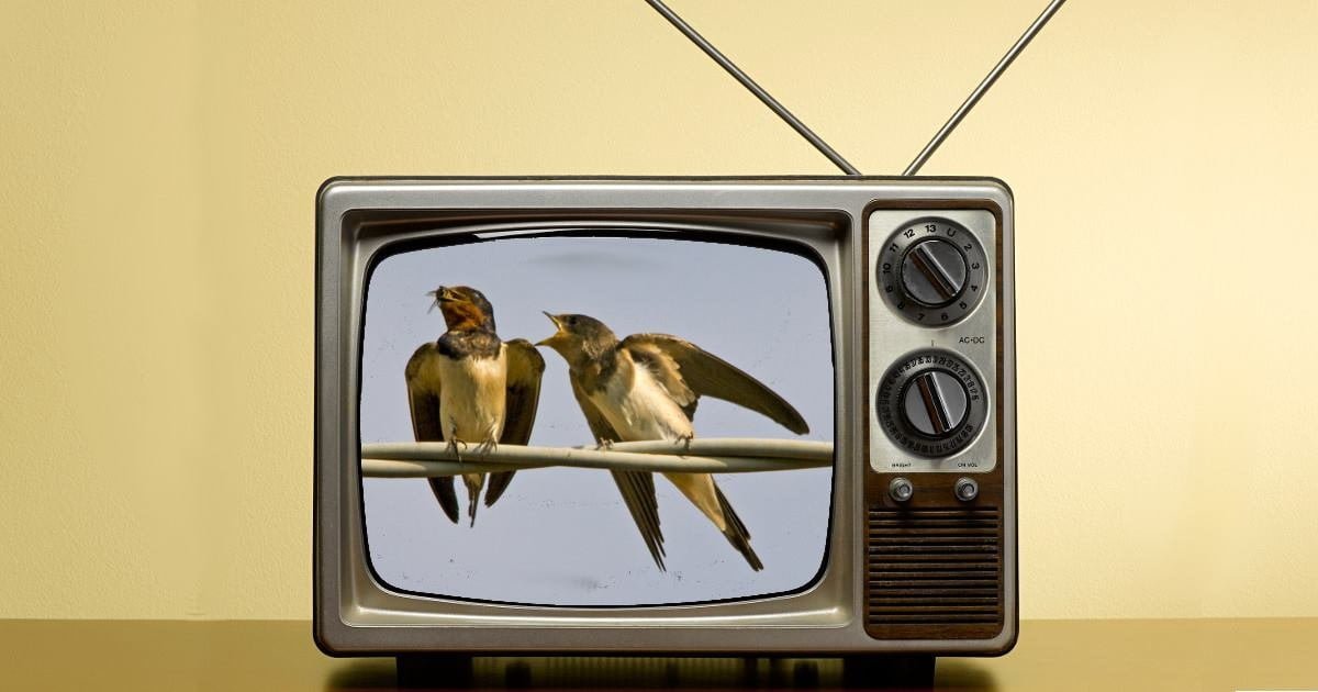 Deputata Cinque Stelle guarda documentario sulle rondini e impara a volare - Lercio