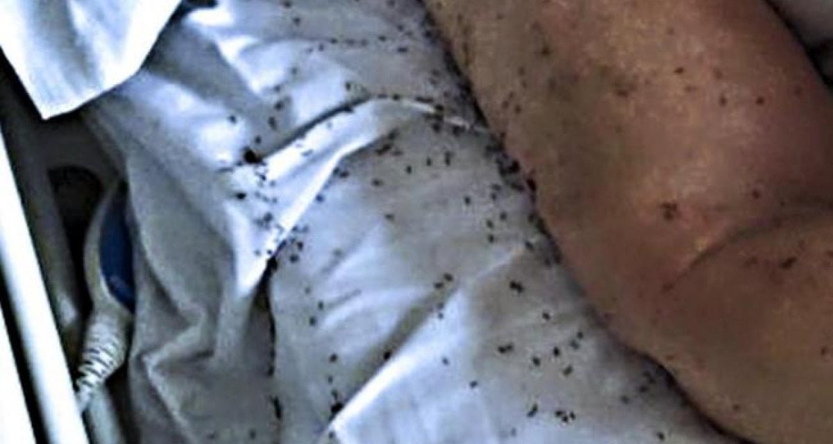 Formiche in ospedale, il primario rassicura: “Arrivano solo durante l'orario delle visite” - Lercio