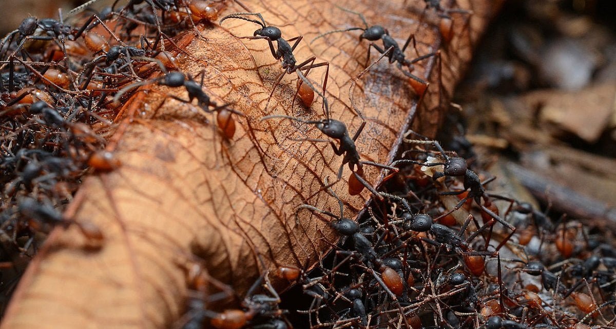 Napoli, ospedale si giustifica: "Le formiche sui pazienti fanno parte della pet therapy" - Lercio