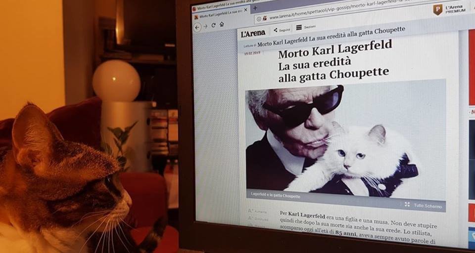 Cerca di convincere il proprio gatto a scoparsi la gatta di Lagerfeld per beccarsi l'eredità - Lercio