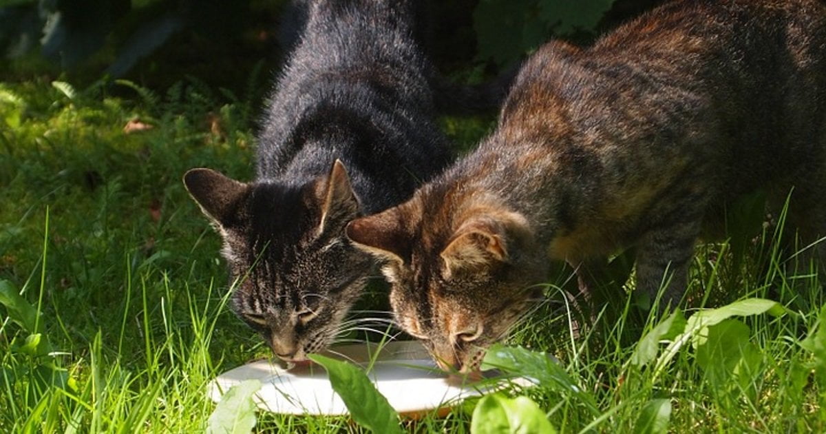 Il 99% dei gatti sardi è favorevole alle manifestazioni dei pastori - Lercio