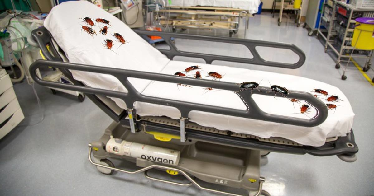 Malasanità a Napoli, la ASL rassicura: “Le nostre blatte stanno benissimo” - Lercio