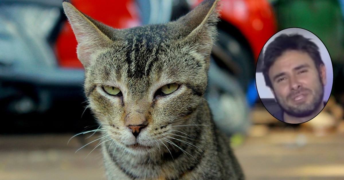 Trovato il gatto che ha mangiato la lingua ad Alessandro Di Battista - Lercio