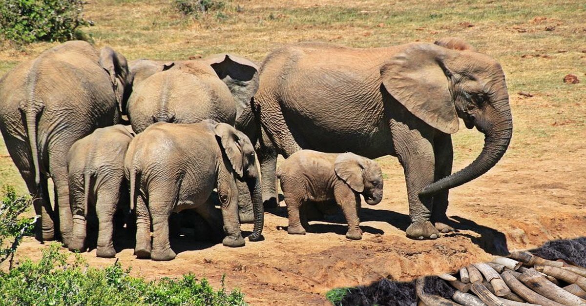 Evoluzione: per sfuggire ai bracconieri, sempre più elefanti sotterrano le loro zanne - Lercio