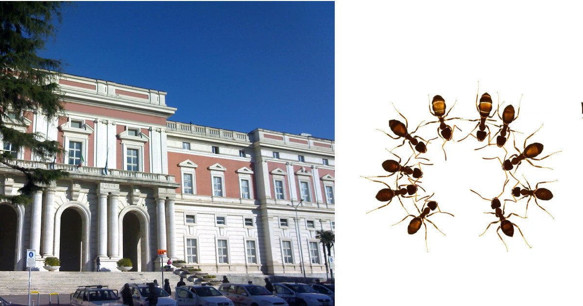 Napoli. Ospedale chiuso per mancanza di formiche - Lercio