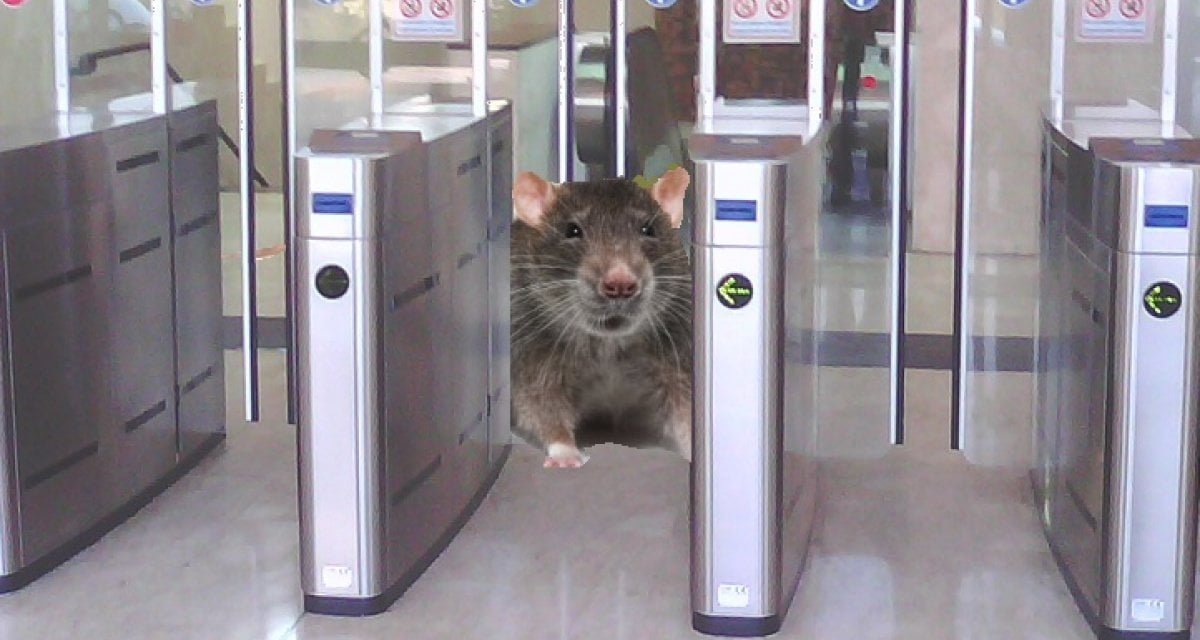 Roma, topo grasso resta incastrato in un tornello della metro - Lercio