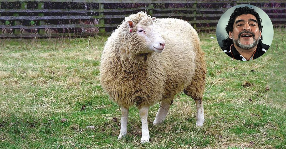 Scienza: pecora Dolly probabile figlia di Maradona - Lercio