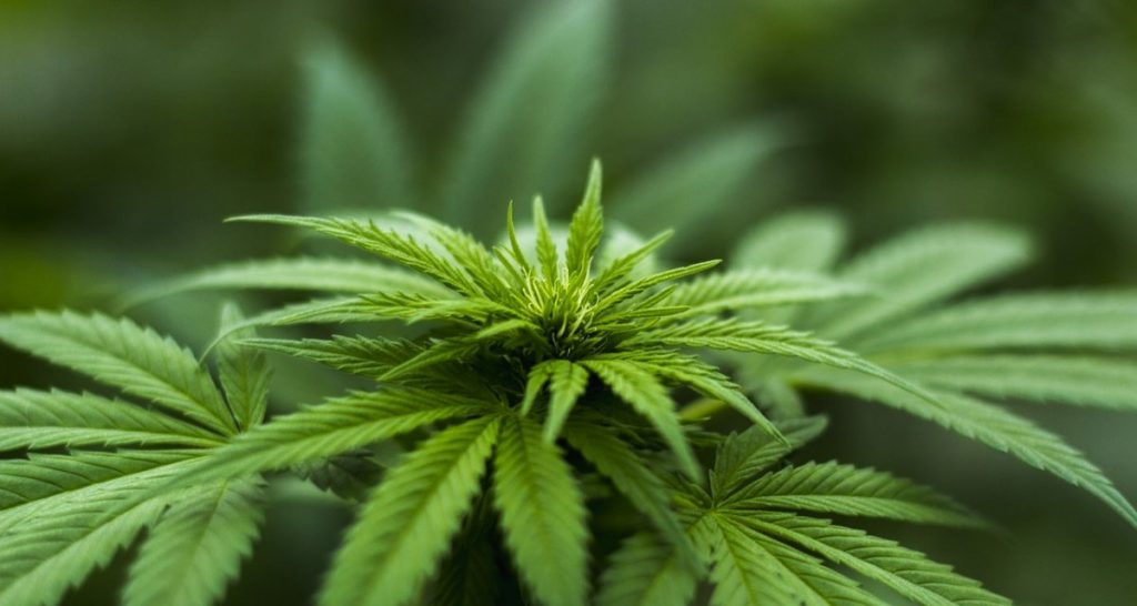 Ricerca: gli effetti della cannabis light non bastano per rendere ascoltabile la musica reggae - Lercio