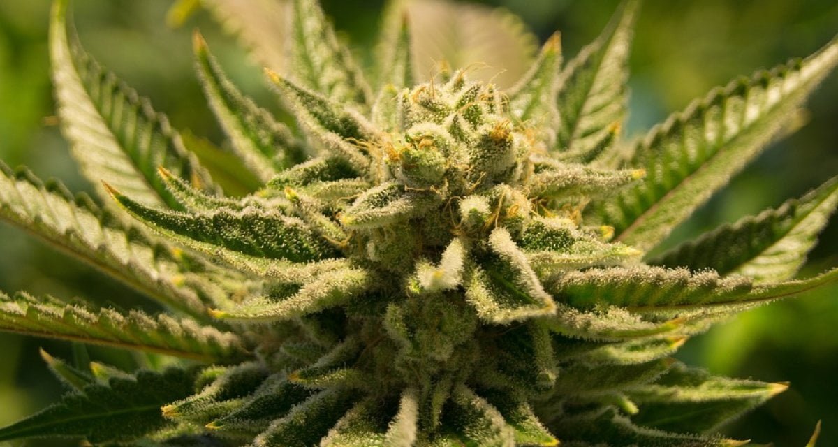 Botanica, parlare alle piante di canapa è inutile: soffrono di deficit di attenzione - Lercio