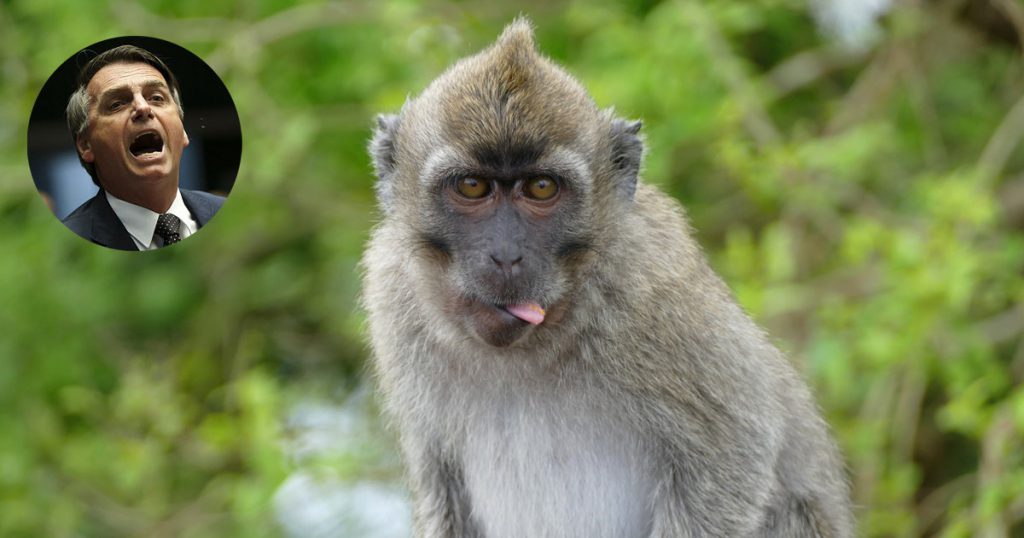 Amazzonia, scoperta una specie di scimmia meno intelligente di Bolsonaro - Lercio