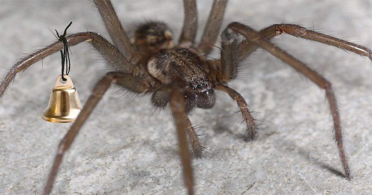 Ragazza appende un campanello al ragno in casa per non spaventarsi tutte le volte - Lercio