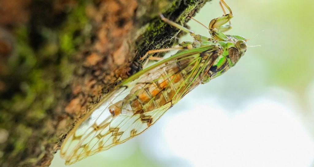 Scoperta una razza di cicale che per rompere i coglioni suona la trap - Lercio