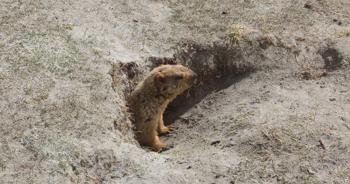 Global warming, in futuro gli animali andranno in letargo per 20 minuti - Lercio