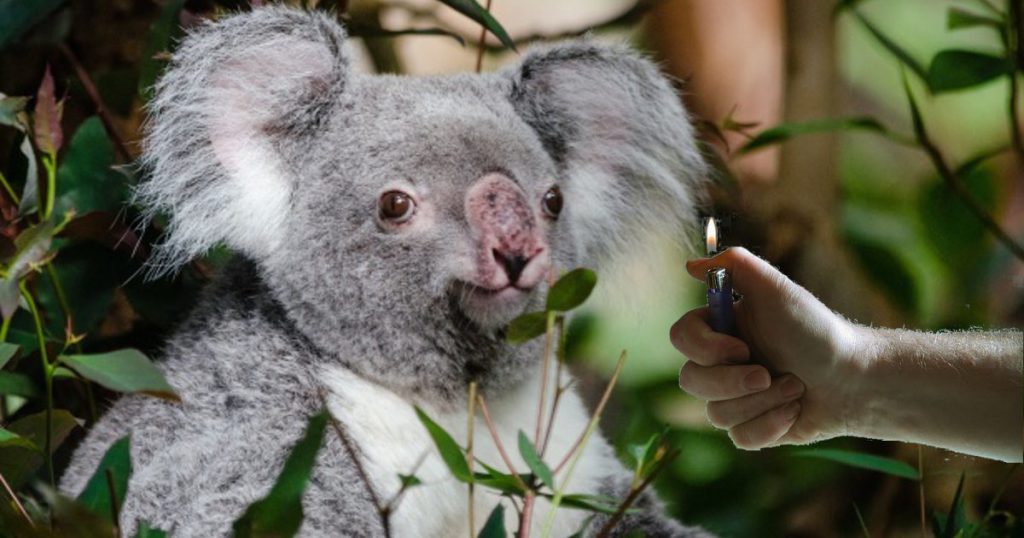 Australia. Trova un koala e lo bruciacchia per far credere di averlo salvato dall'incendio - Lercio