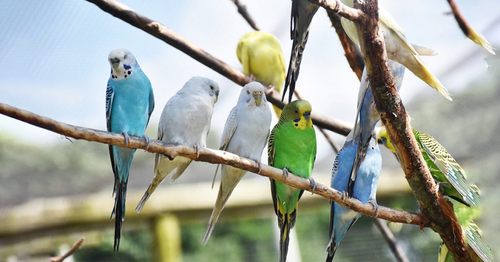 pappagalli