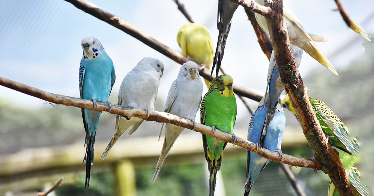 pappagalli