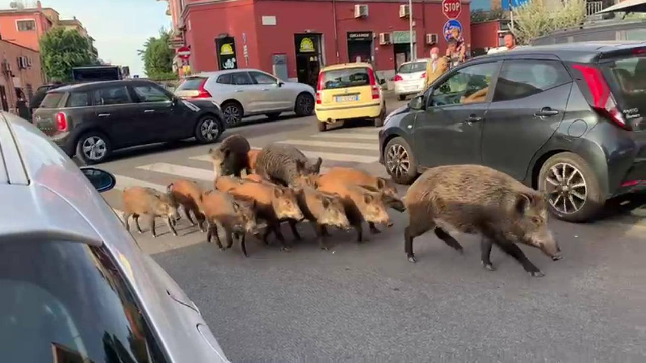 Cinghiale автомобиль